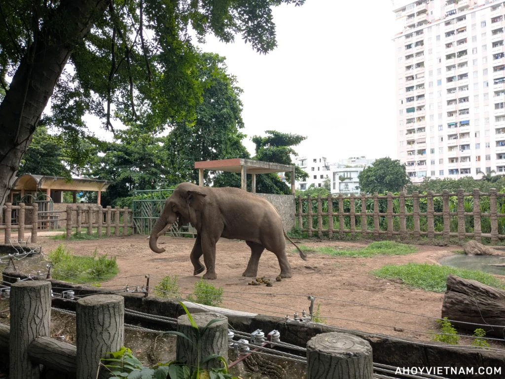 An elephant at the Saigon Zoo in Ho Chi Minh City