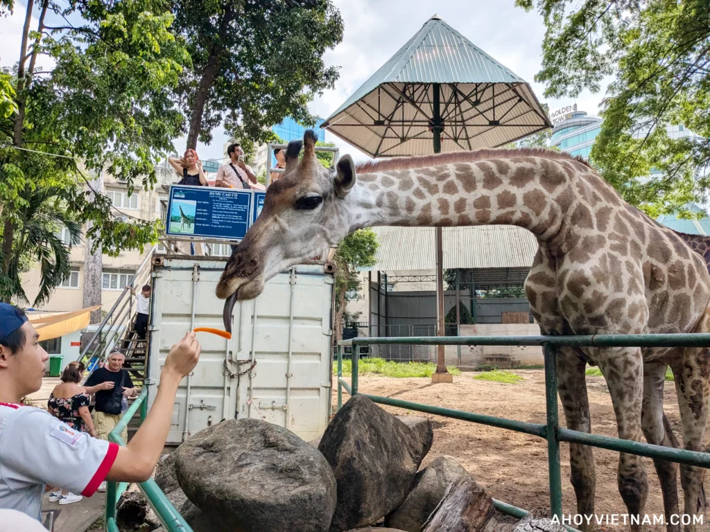 Feeding carrots to a giraffe at the Saigon Zoo in Ho Chi Minh City