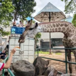 Feeding carrots to a giraffe at the Saigon Zoo in Ho Chi Minh City