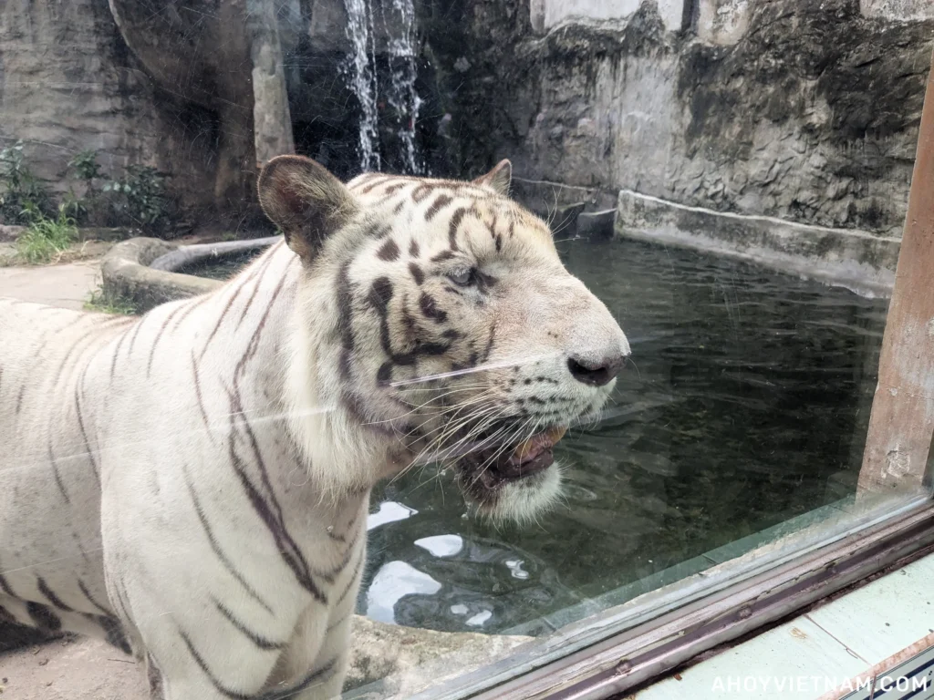 A white tiger at the Saigon Zoo in Ho Chi Minh City