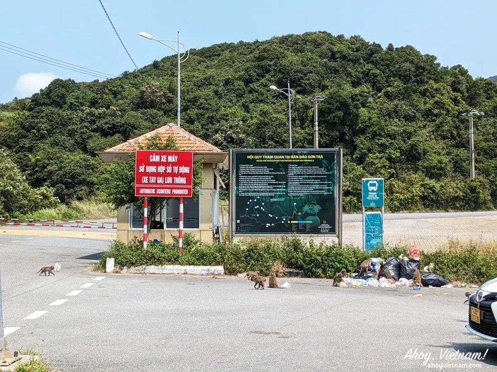 A red sign reading Automatic Scooters Prohibited, with wild monkeys running around and eating garbage, on the Son Tra Peninsula in Da Nang, Vietnam
