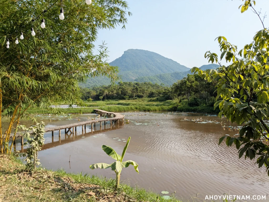 A lily pond at My Son Sanctuary in Vietnam