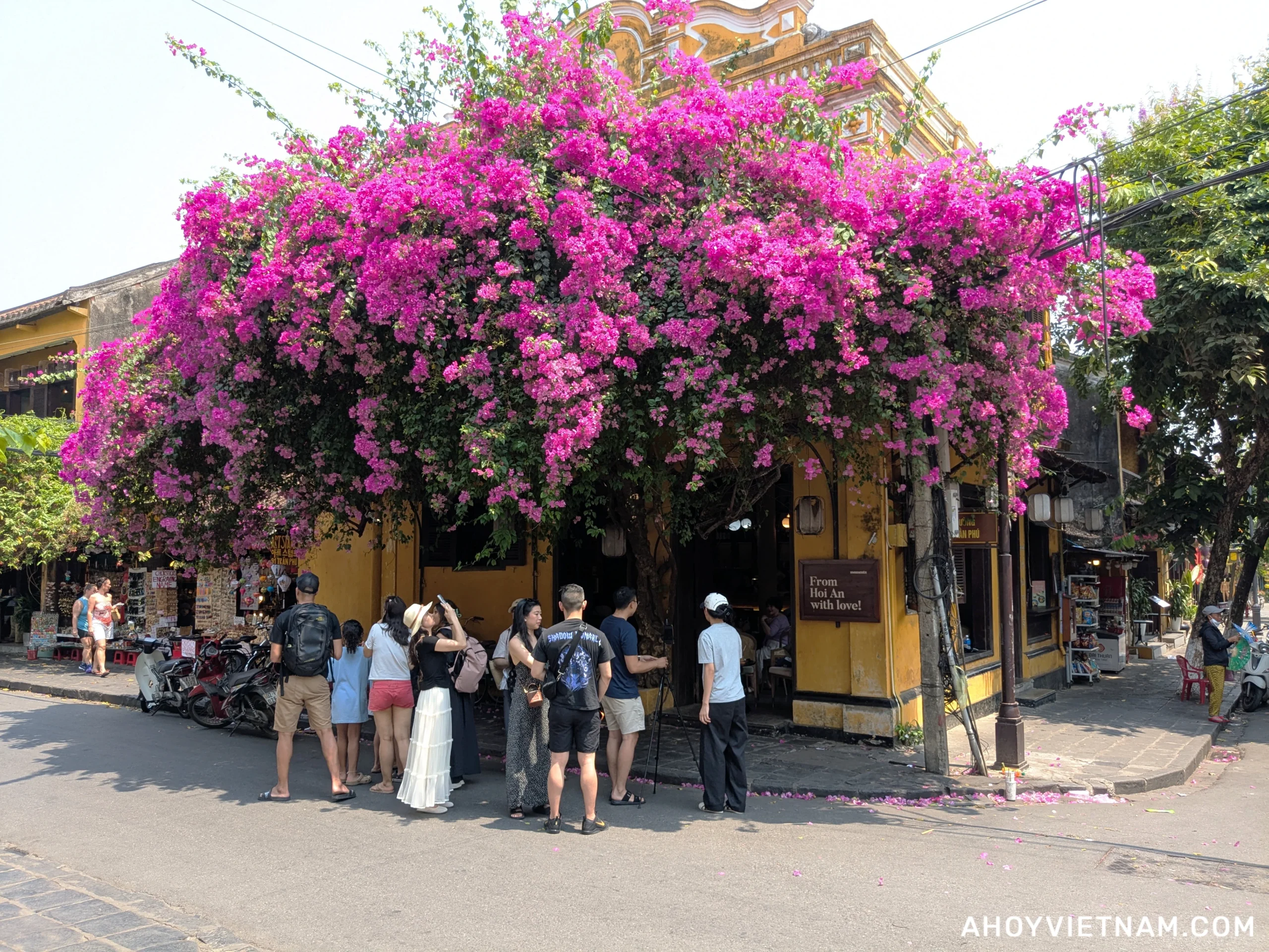 Pink bougainvillea flowers outside Moments Hoi An in Old Town