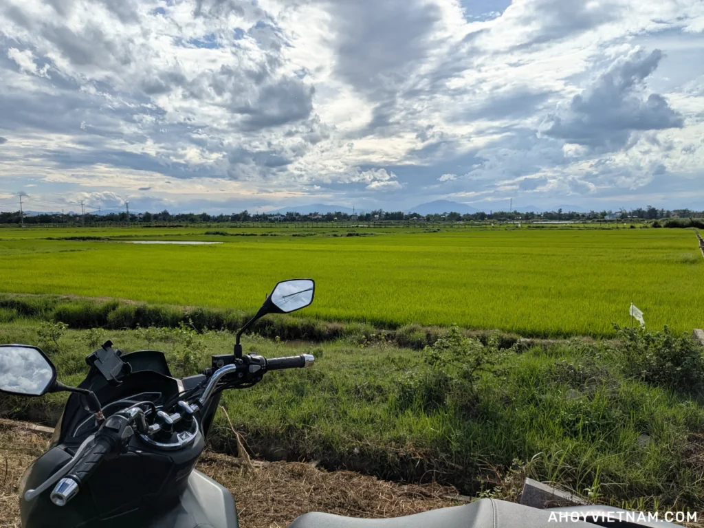 My Honda PCX scooter parked in front of the rice fields in Hoi An, Vietnam