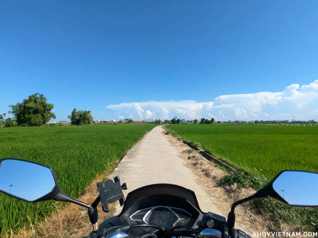 Riding my scooter through the rice fields in Hoi An, Vietnam.