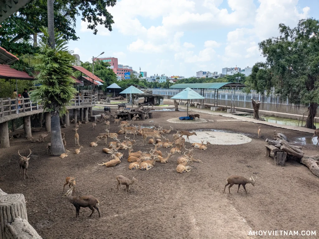 Deer at the Saigon Zoo in Ho Chi Minh City, Vietnam