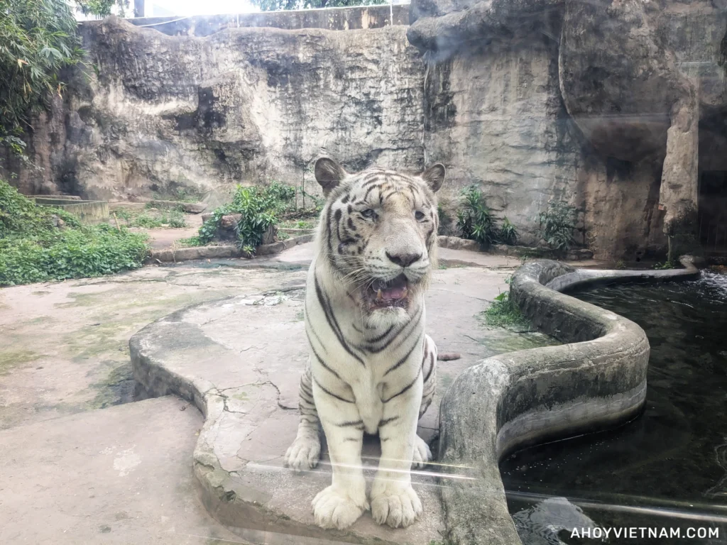 A white Bengal tiger at the Saigon Zoo